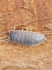 Lucasioides altaicus