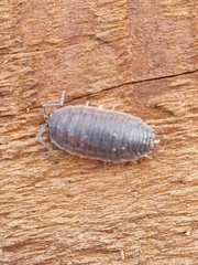 Lucasioides altaicus