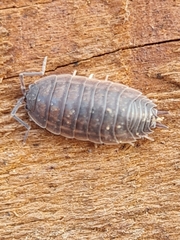 Lucasioides altaicus