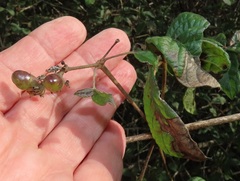 Vitex patula