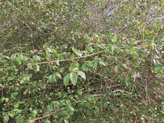 Vitex patula
