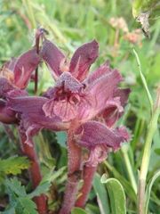 Orobanche campanulae