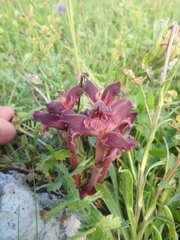 Orobanche campanulae