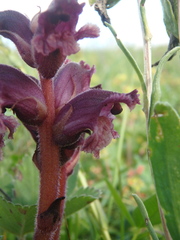 Orobanche campanulae