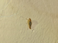 Chlorotettix lusorius