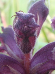 Orobanche campanulae