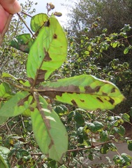 Vitex patula