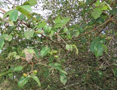 Vitex patula