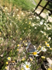 Polyommatus erotides