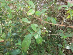 Vitex patula
