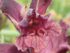 Orobanche campanulae