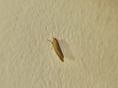 Chlorotettix lusorius