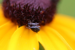 Odontocorynus umbellae