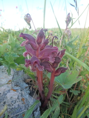Orobanche campanulae