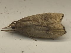 Psilocorsis cryptolechiella