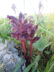 Orobanche campanulae