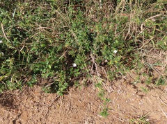 Barleria elegans orientalis