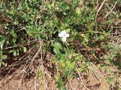 Barleria elegans orientalis