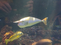 Actinopterygii