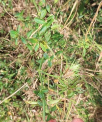 Barleria elegans orientalis