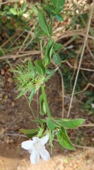Barleria elegans orientalis