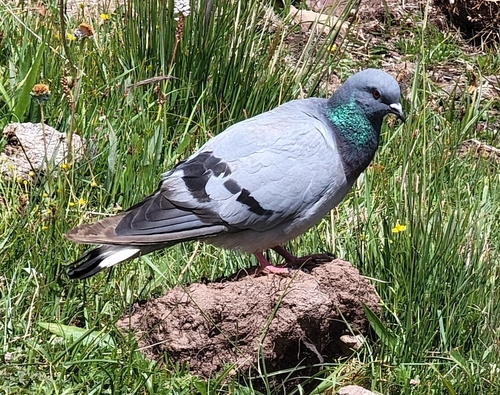 Hill Pigeon