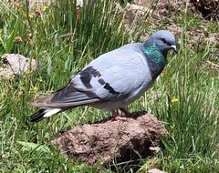 Hill Pigeon photo 3