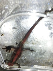 Cynops pyrrhogaster