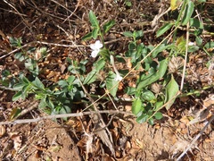 Barleria elegans orientalis