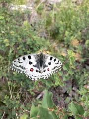 Parnassius nomion