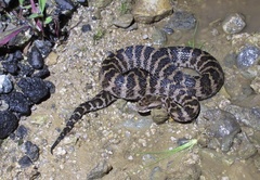 Gloydius intermedius