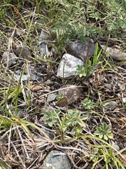 Coenonympha amaryllis