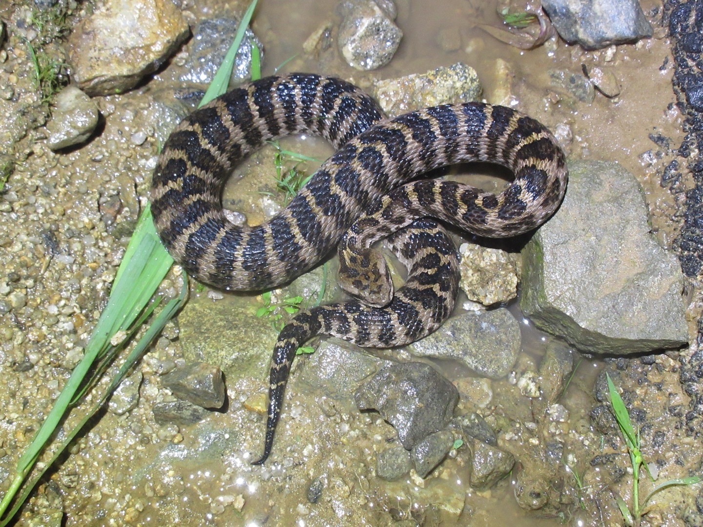 Gloydius intermedius (Strauch, 1868)