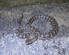 Gloydius intermedius