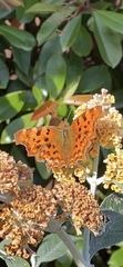 Polygonia c-album