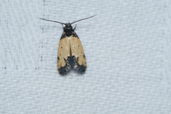 Tyrolimnas anthraconesa