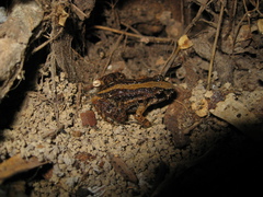 Adenomera hylaedactyla