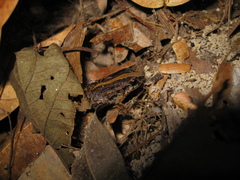 Adenomera hylaedactyla