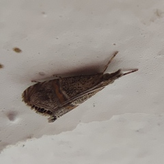 Euchromius ramburiellus