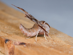 Smerinthus kindermannii