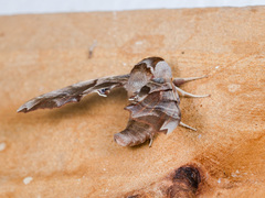 Smerinthus kindermannii