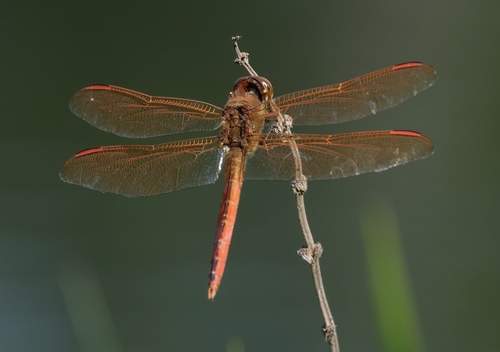 Golden-winged Skimmer photo 5
