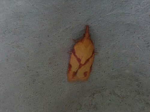 One-lined Sparganothis Moth photo 3