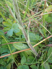 Tephroseris integrifolia
