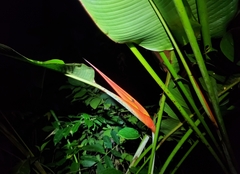 Heliconia latispatha image