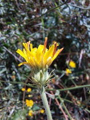 Picris hieracioides hieracioides