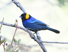 Iridosornis reinhardti