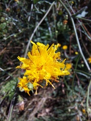 Picris hieracioides hieracioides