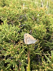 Coenonympha amaryllis