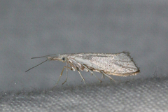 Ypsolophidae